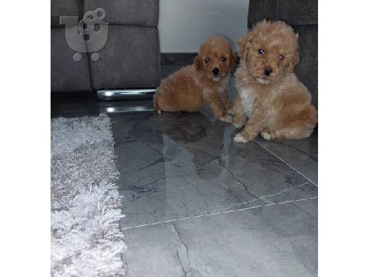 PoulaTo: Labradoodle